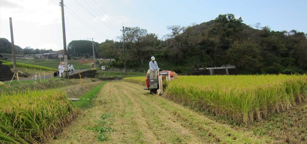 稲刈り始まりました。