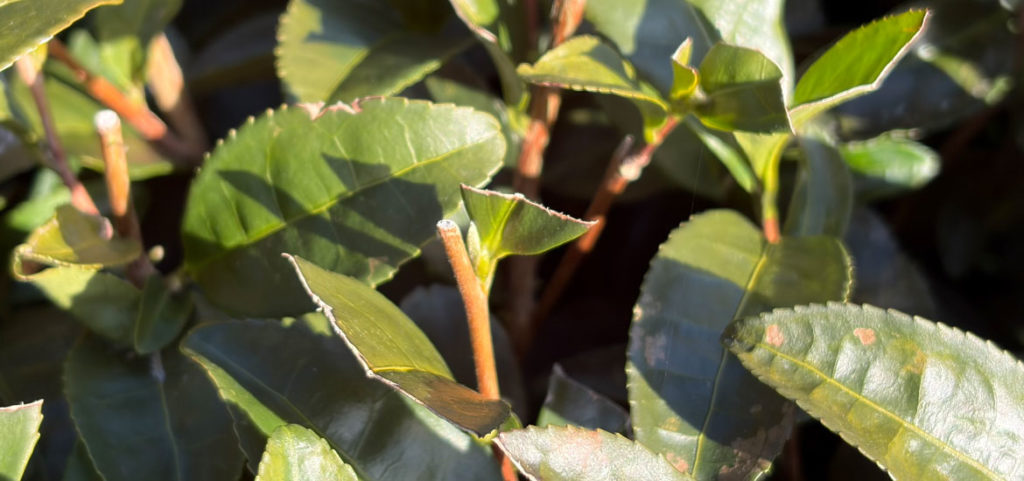 見つけました！！